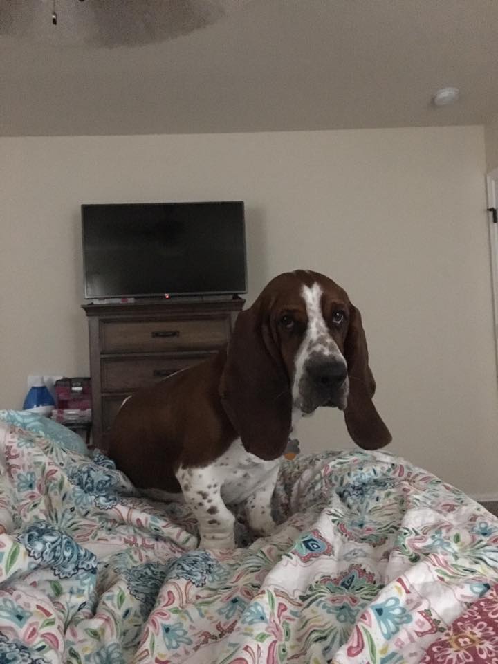 A Basset Hound sitting on top of the bed
