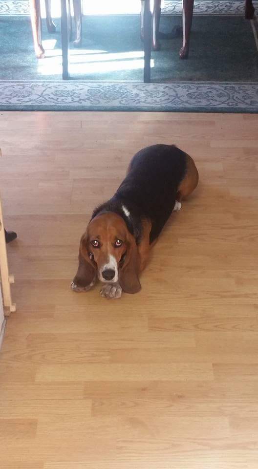 A Basset Hound lying on the floor
