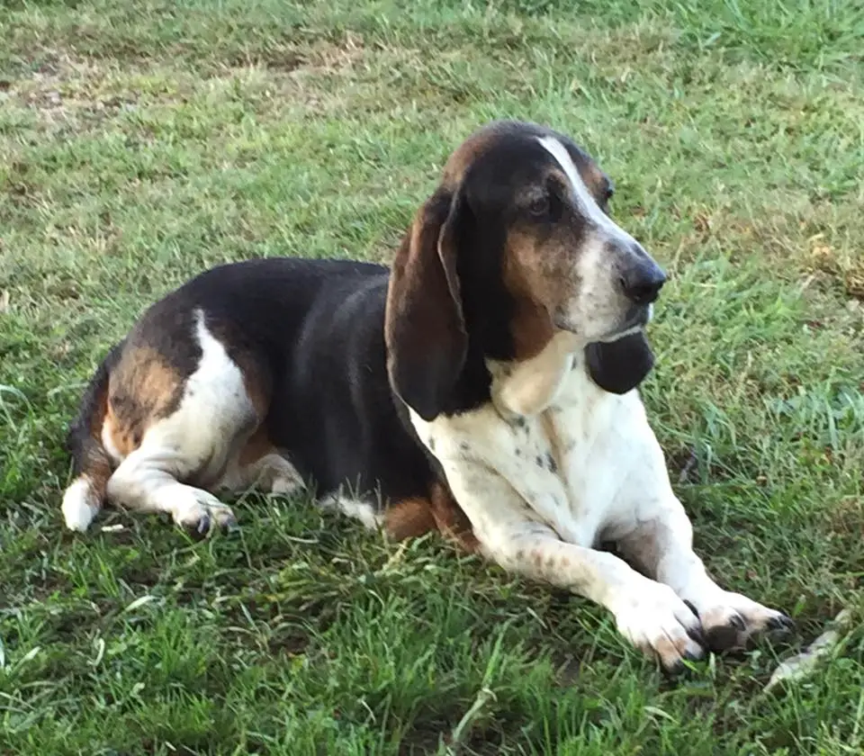A Basset Hound lying on the grass in the yard