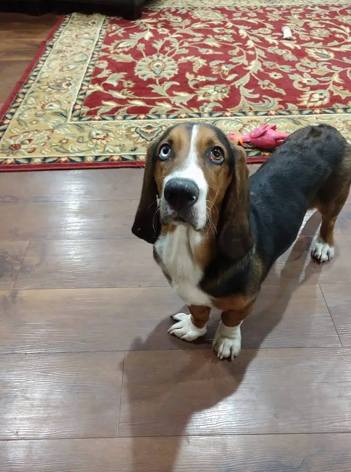 A Basset Hound standing on the floor while looking up with its begging eyes