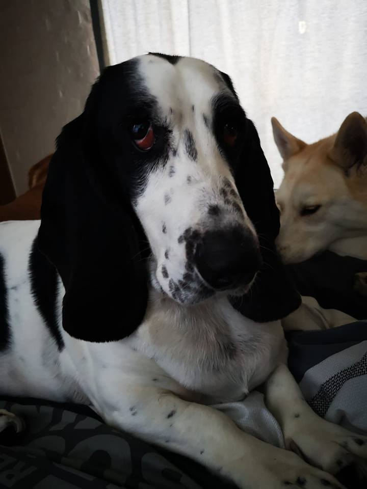 A Basset Hound lying on the bed with another dog