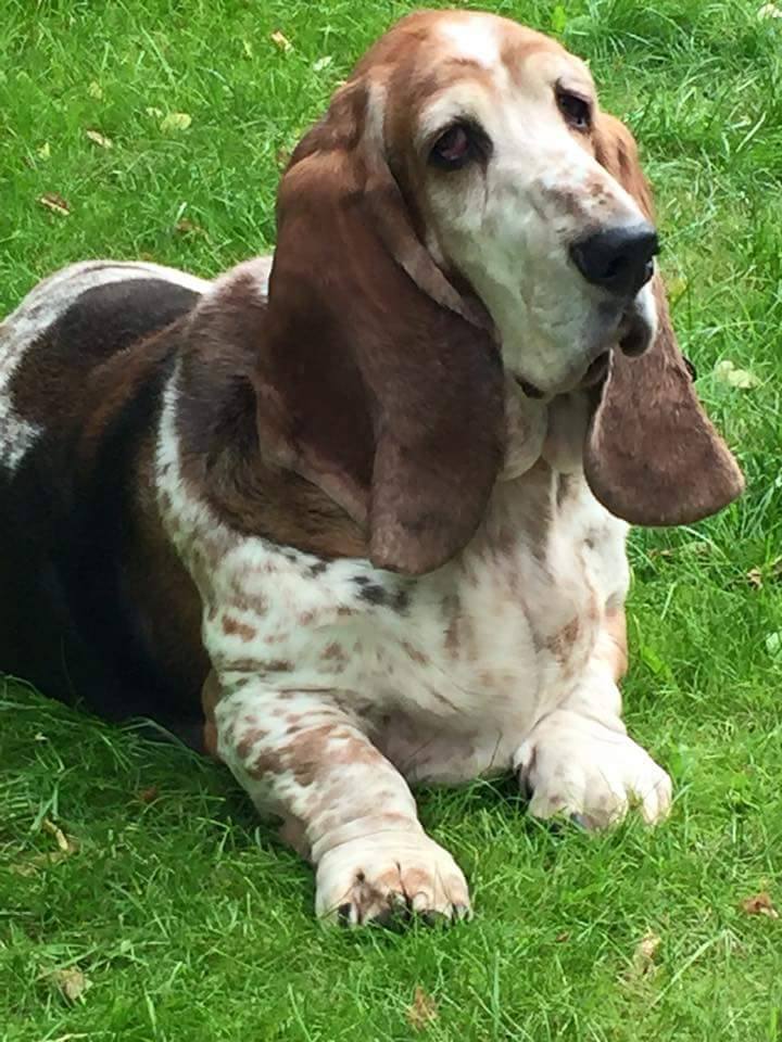 A Basset Hound lying on the grass