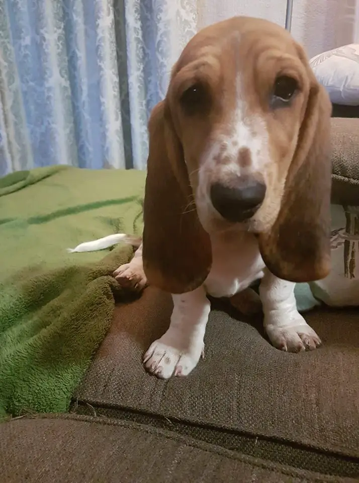 A Basset Hound puppy standing on the bed