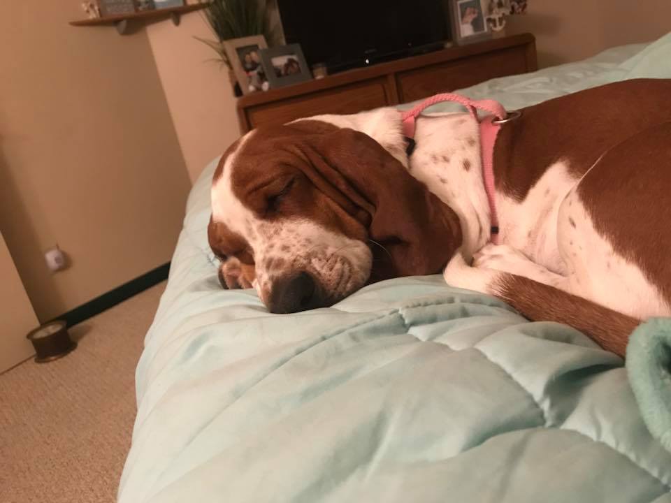 A Basset Hound sleeping soundly on the bed