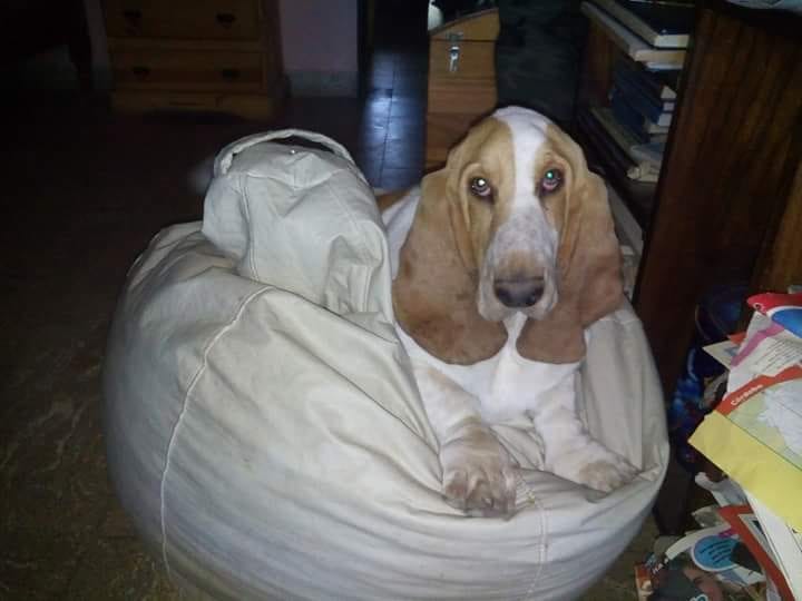 A Basset Hound lying on top of its bed at night