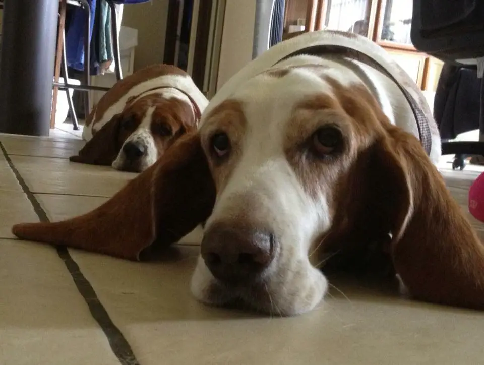 two tired Basset Hounds lying on the floor