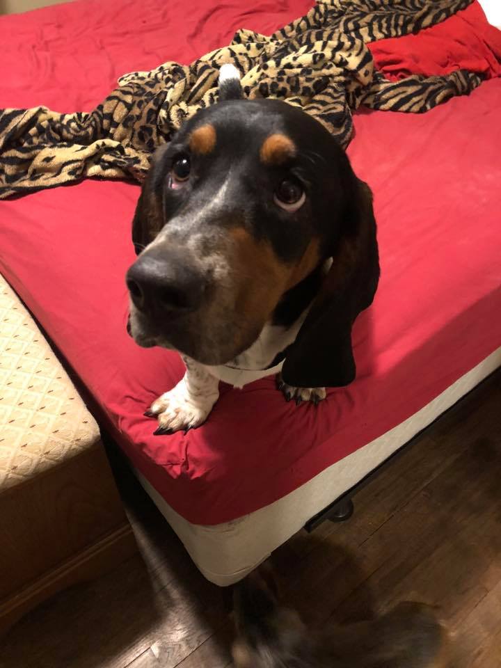 A Basset Hound sitting on the bed with its begging face