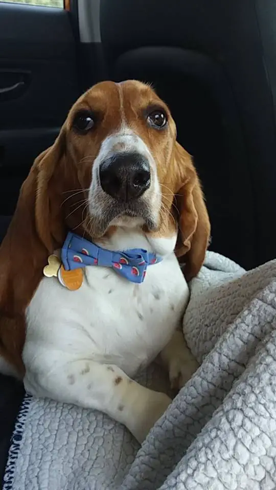 A Basset Hound lying in the backseat inside the car