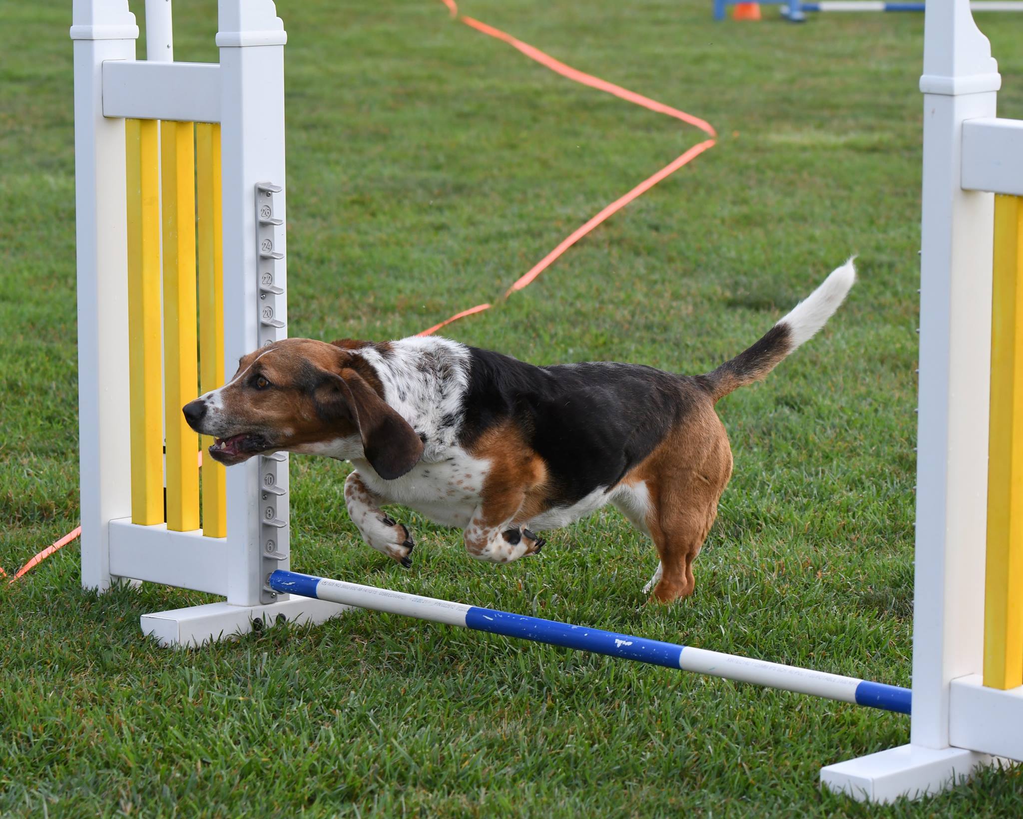 A Basset Hound jumping over the fence