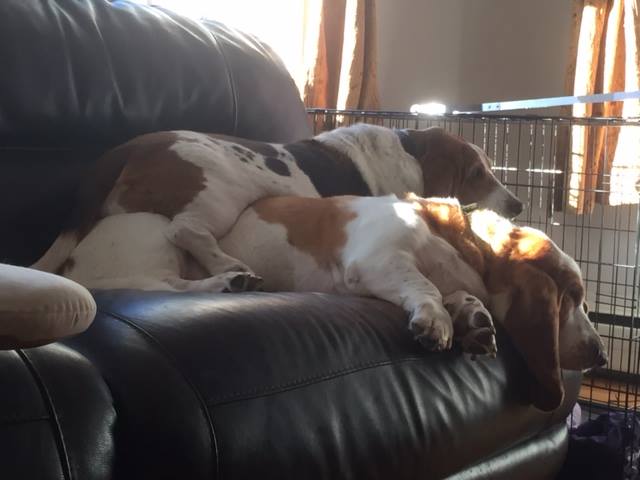 two Basset Hounds lying on the couch
