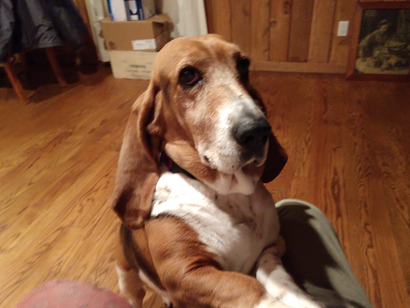 A Basset Hound leaning towards the lap of the person sitting on the couch