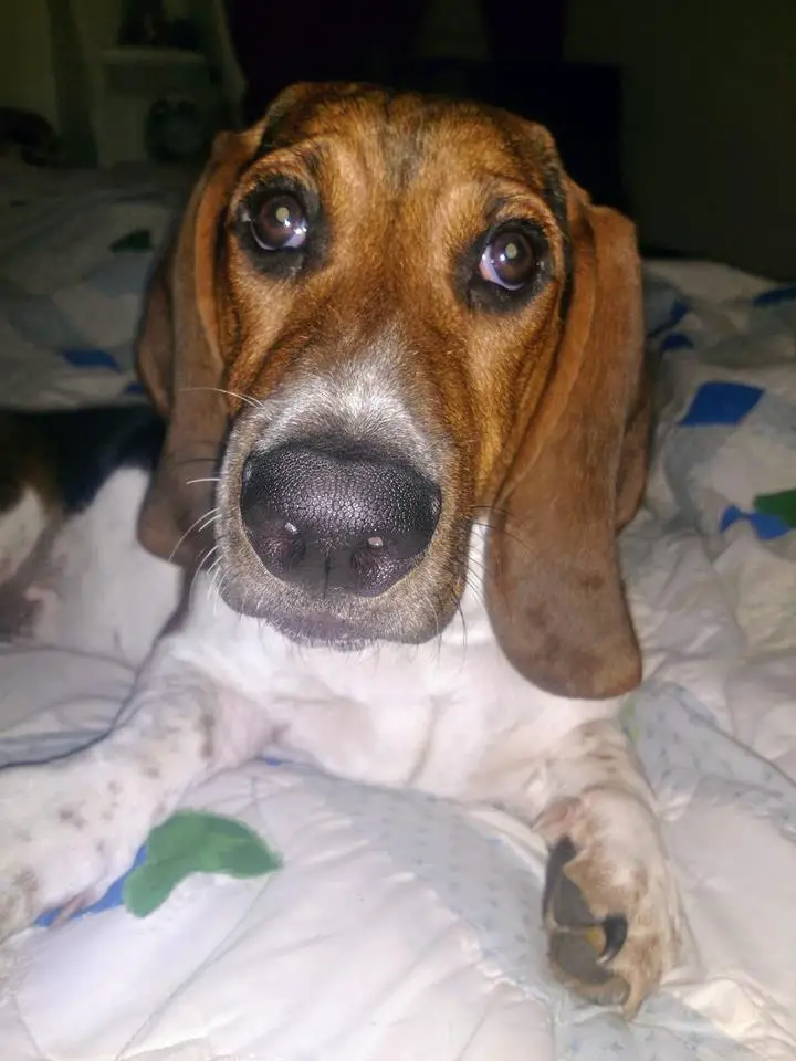 A Basset Hound puppy lying on the bed