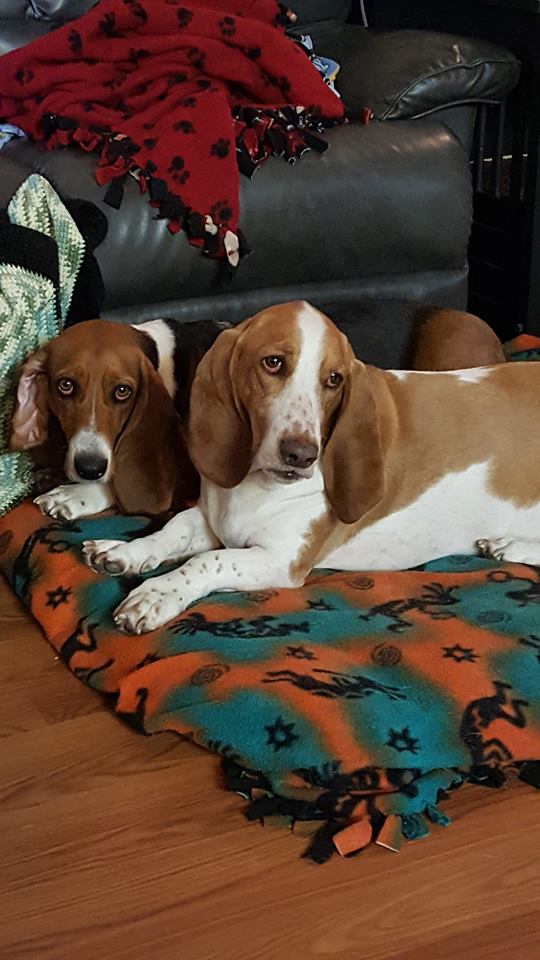 two Basset Hounds lying on their bed