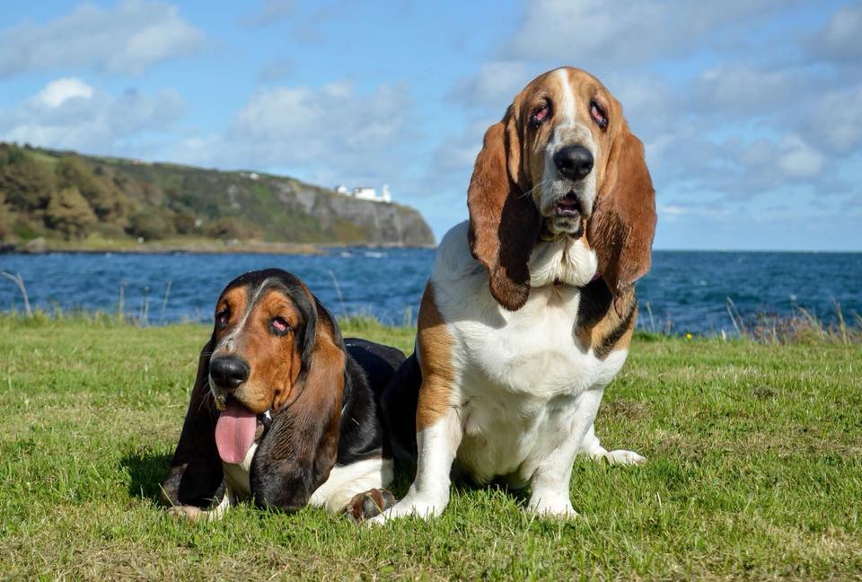 two Basset Hounds in the mountain with the ocean behind them