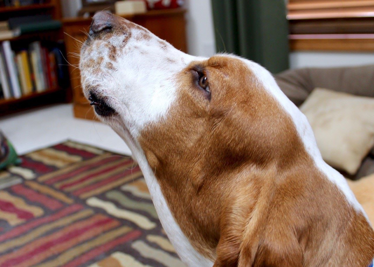 A Basset Hound sitting on the carpet while smelling the air