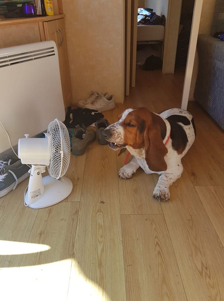 A Basset Hound lying on the floor while facing the electric fan