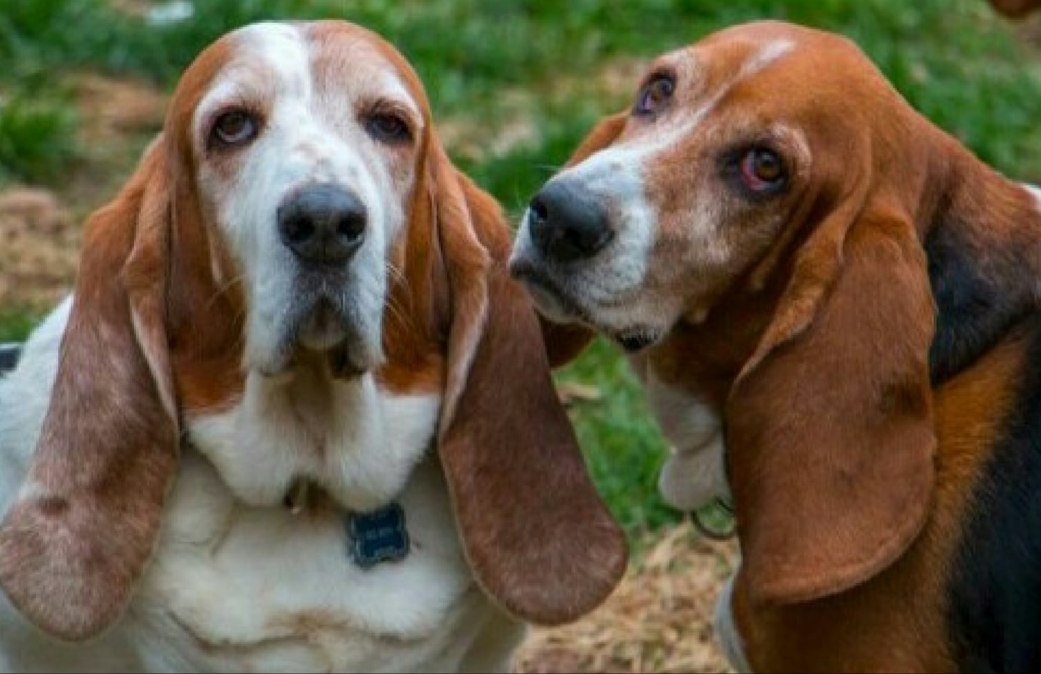 two Basset Hounds standing in the yard with their sad faces