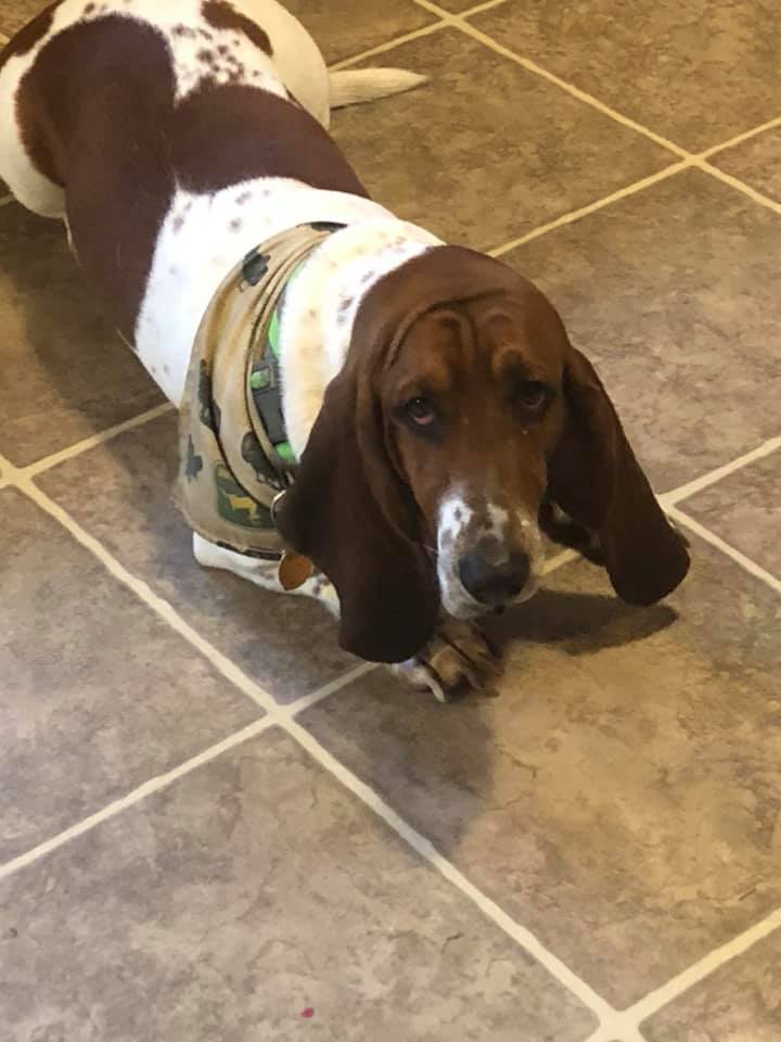 A Basset Hound lying on the floor with its sad face