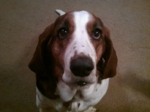 A Basset Hound sitting on the floor with its begging face