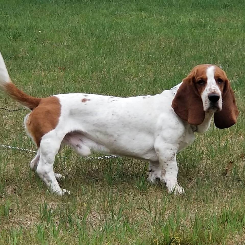 A Basset Hound standing on the grass