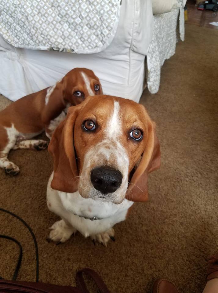 A Basset Hound sitting on the floor with its begging face while another Basset Hound is sitting behind him