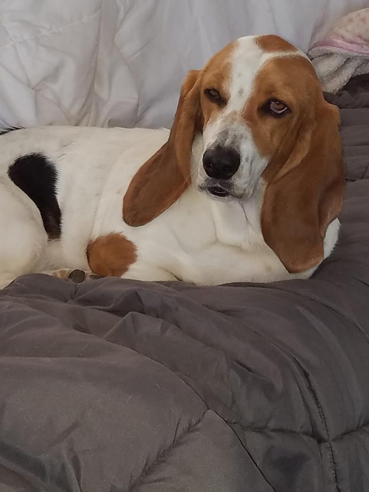 A Basset Hound lying on the bed with its sleepy face