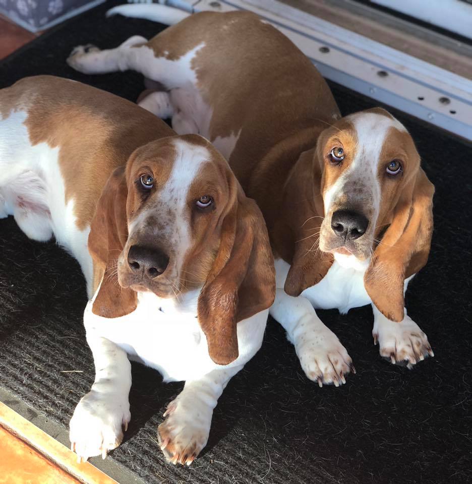 two Basset Hounds lying on the carpet while looking up