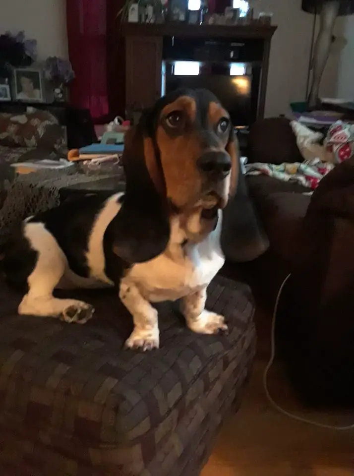 A Basset Hound sitting on the bed