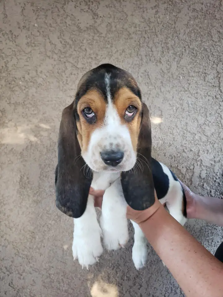 a person holding a Basset Hound puppy