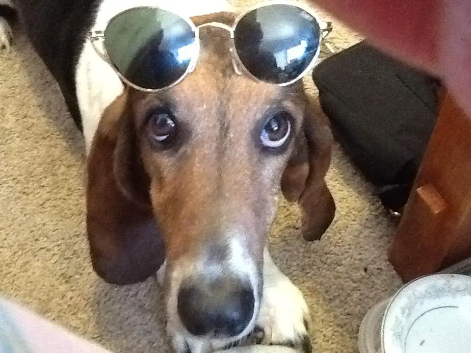 A Basset Hound lying on the floor while wearing sunglasses