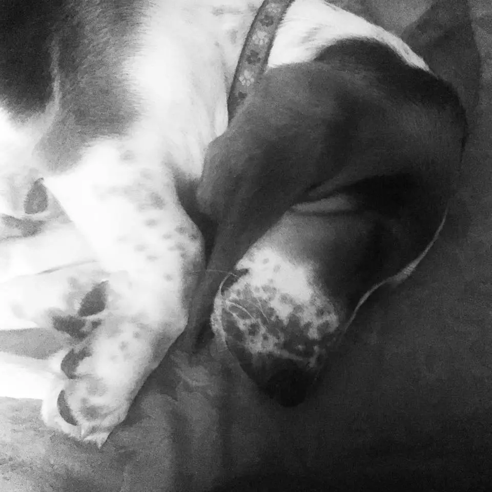 A black and white photo of a sleeping Basset Hound