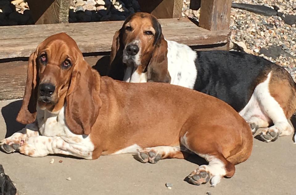 two Basset Hound lying on the pavement under the sun