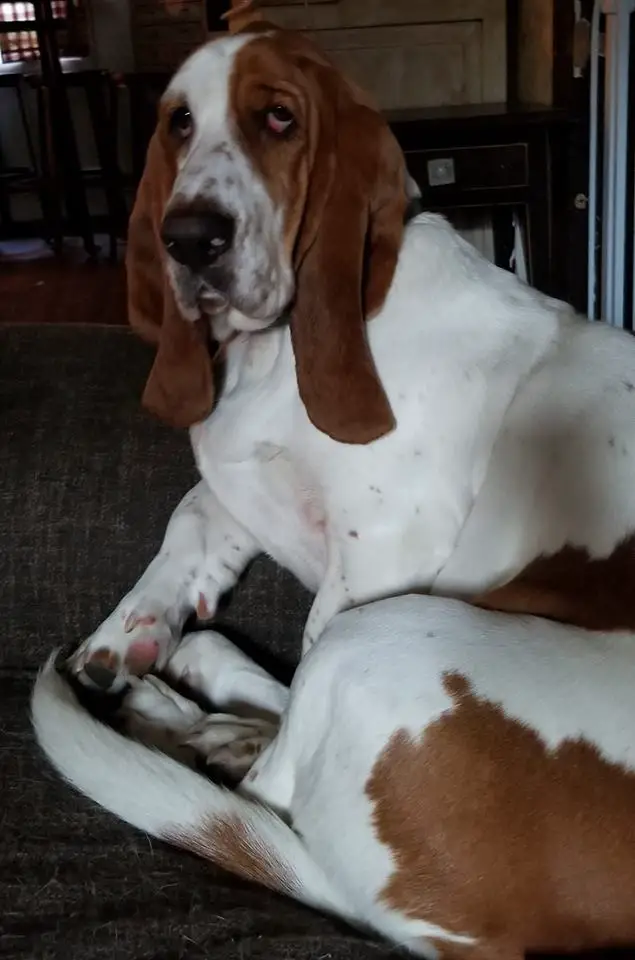 A Basset Hound sitting on the couch with its tired face