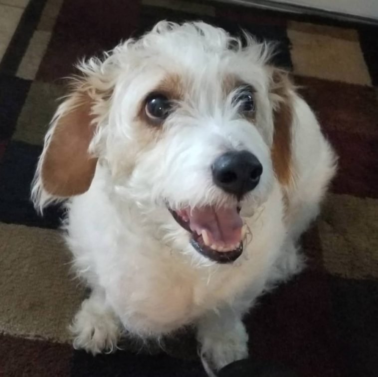 15 Basset Hounds Mixed With Poodle The Paws