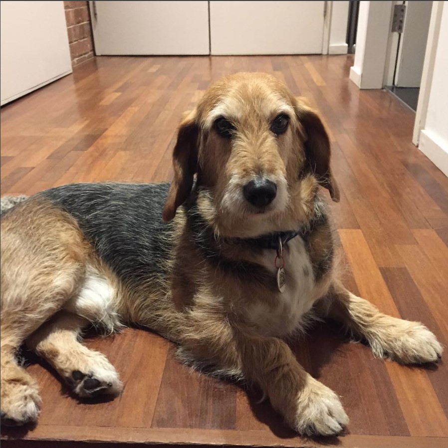 A Bassetoodle lying on the floor