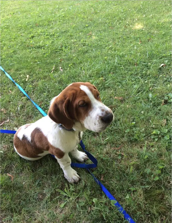 AA Basset Hound sitting on the grass with its tired face
