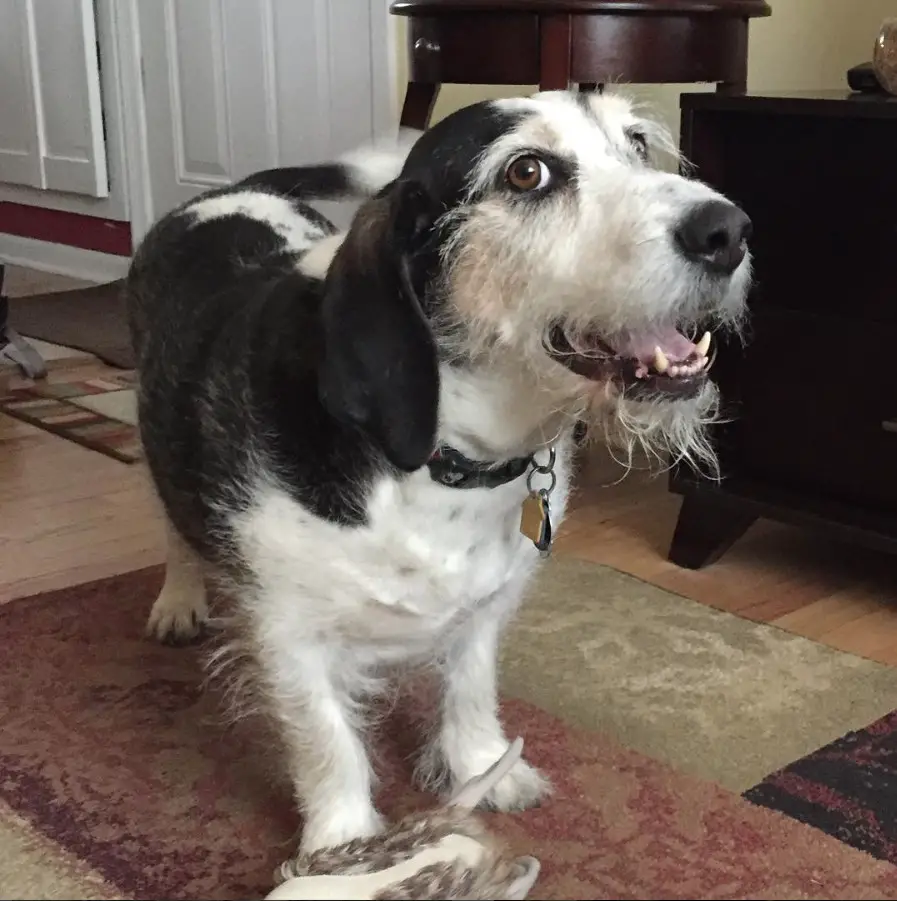 A Basset Hound Terrier mix standing on the carpet