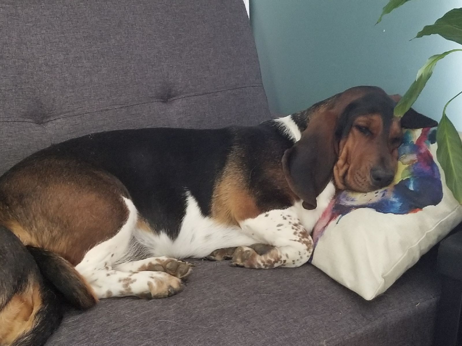 A Basset Hound lying on the chair with its head on top of the pillow