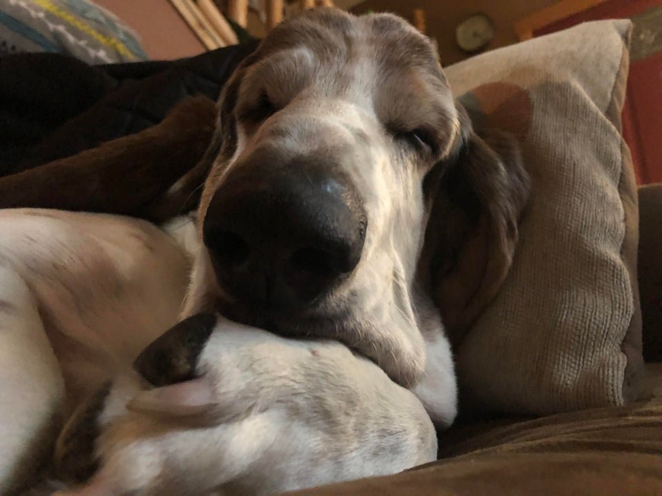 A Basset Hound sleeping on the couch