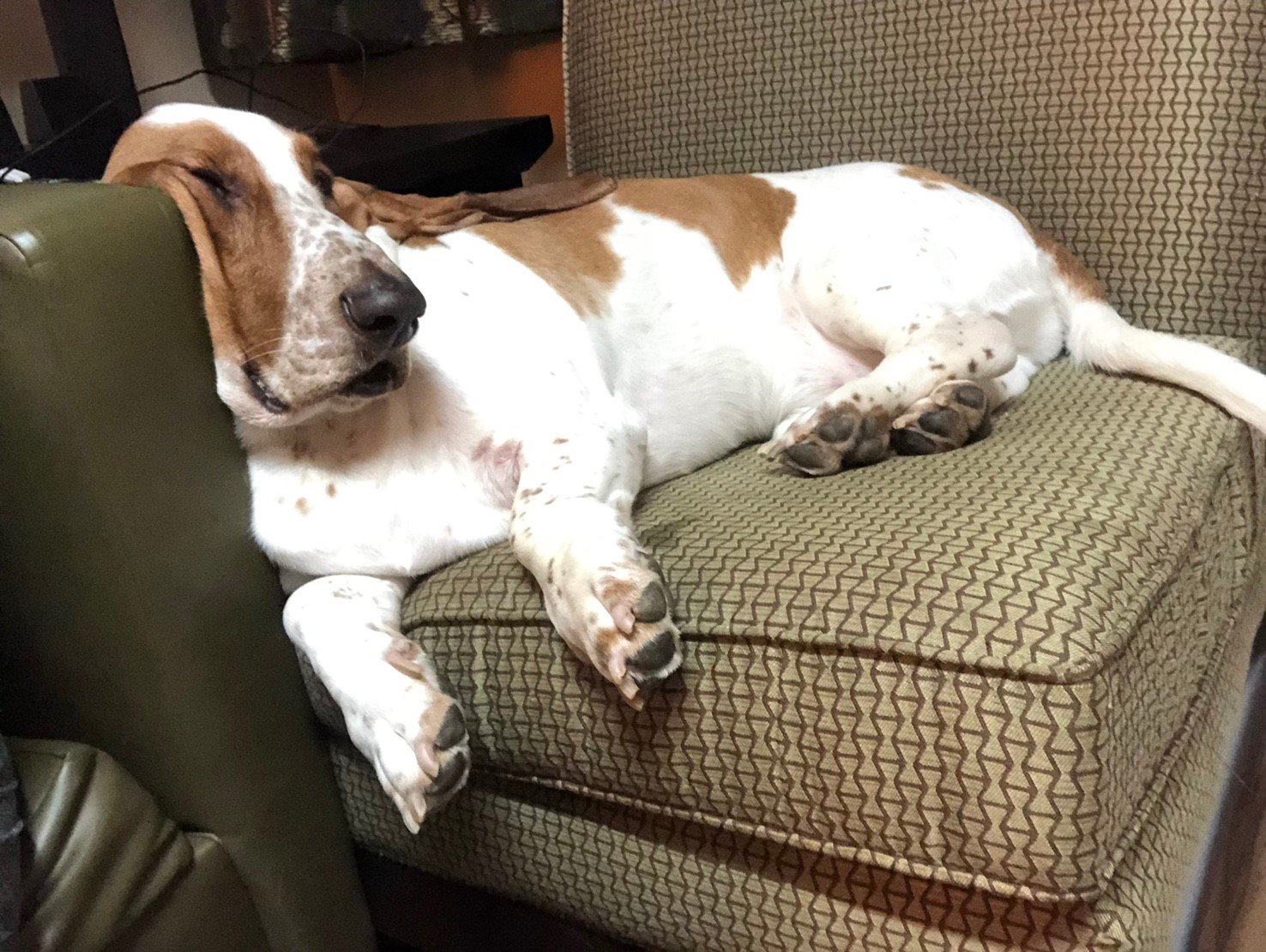 A Basset Hound sleeping on the chair