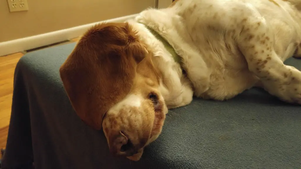 A Basset Hound sleeping on the bed with its ears covering its eyes