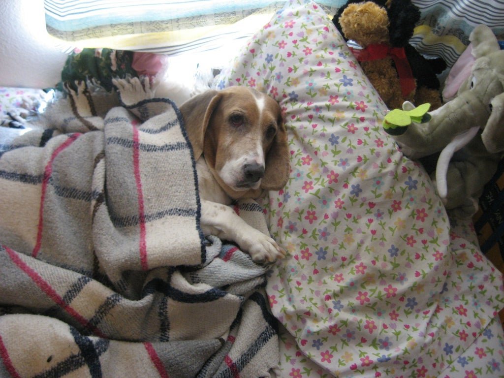 A Basset Hound snuggled in a blanket while lying on the bed