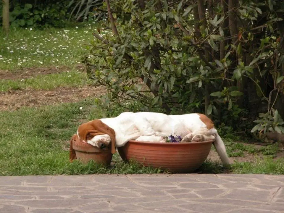 A Basset Hound sleeping on top of the pot in the garden