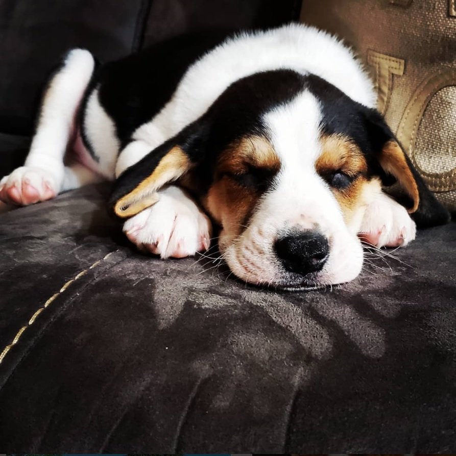 sleeping Bagle Hound puppy