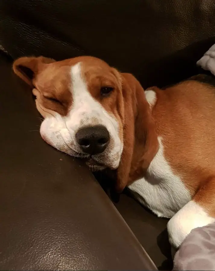 tired Bagle Hound lying on the sofa