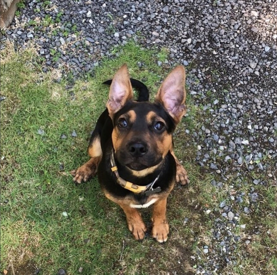 Basset Hound Beagle Mix dog sitting on the green grass