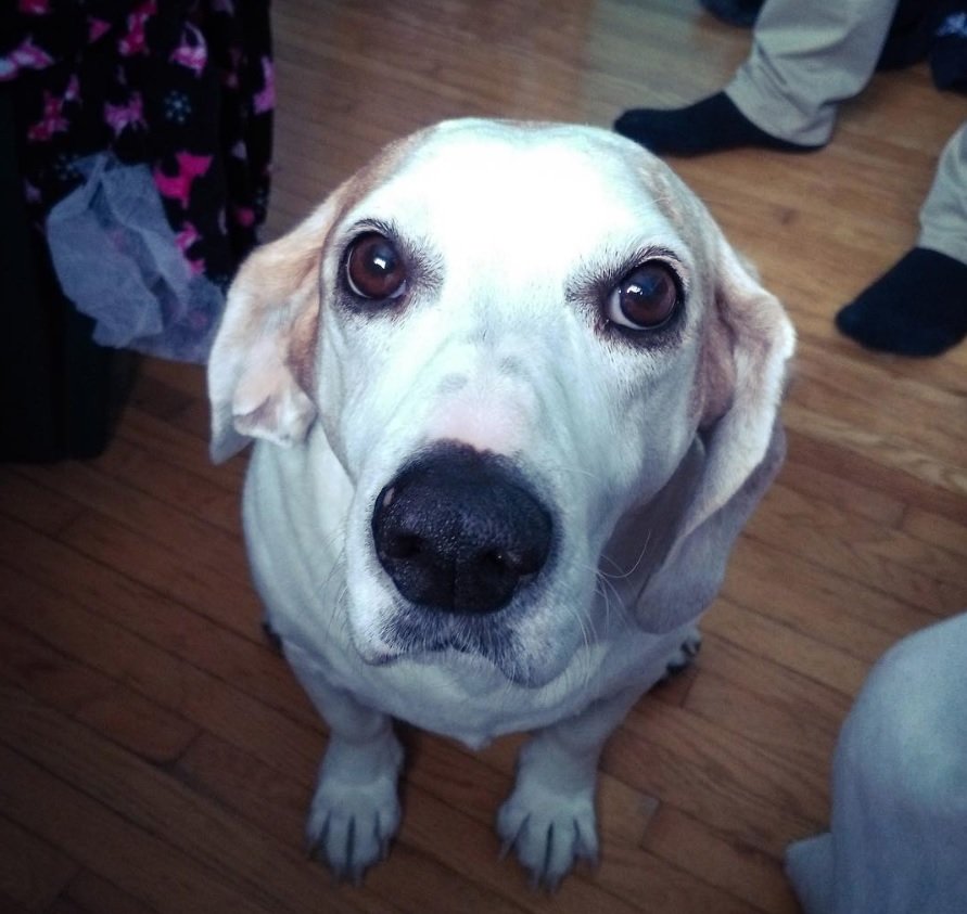 white Bagle Hound sitting on the wooden floor