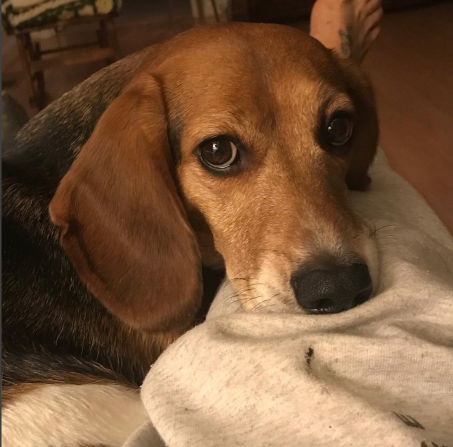 Bagle Hound on its owner's legs