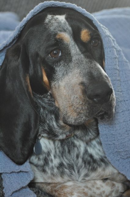 Beagle Mixed With Basset Hound dog snuggled in blanket