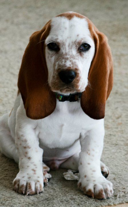 Bagle Hound dog sitting on the floor